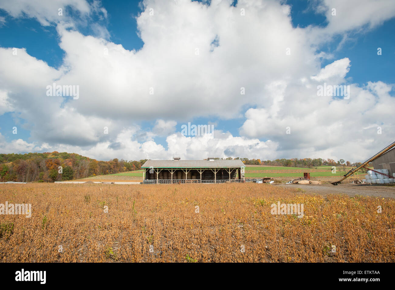 Soybean Fields Stock Photos & Soybean Fields Stock Images Alamy