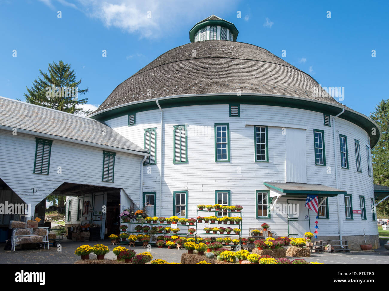 Mums For Sale At The Round Barn In Cashtown Pennsylvania Usa