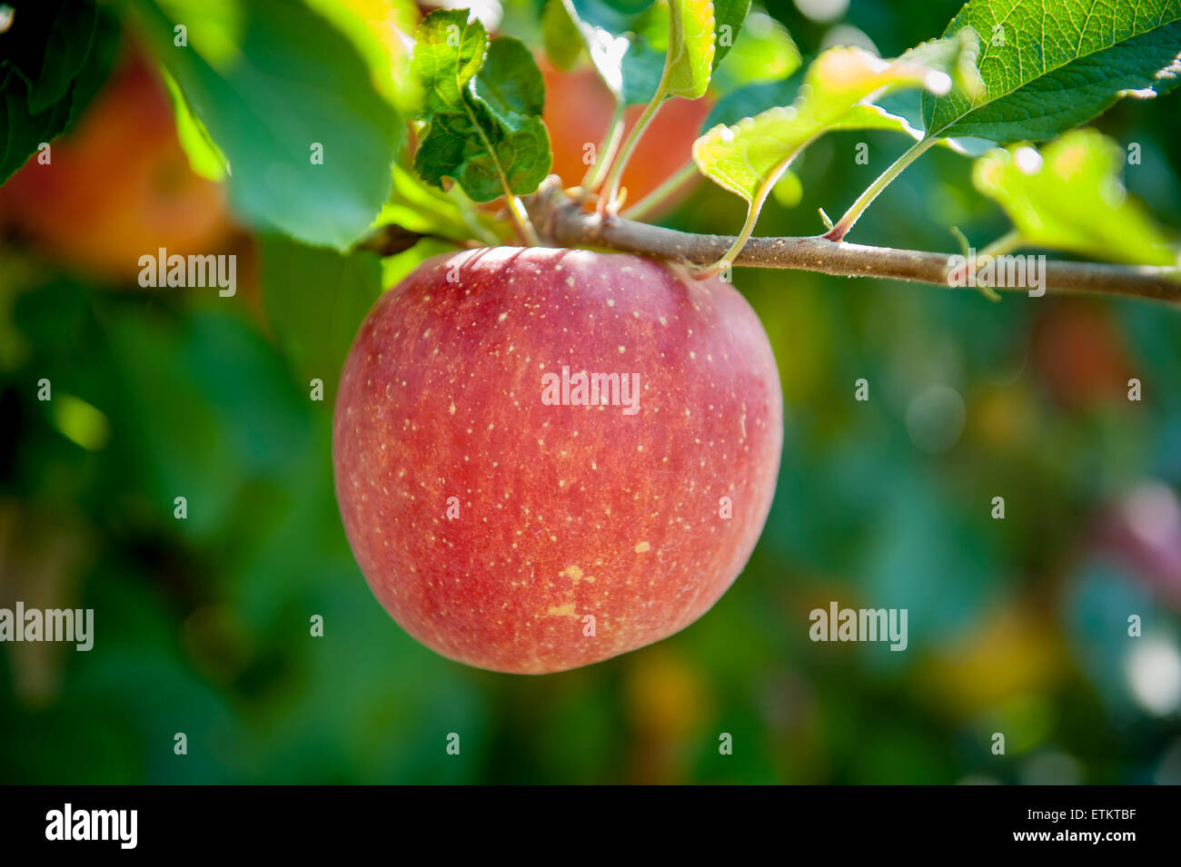 A single red apple hanging on a branch at an orchard in Cashtown, Pennsylvania, USA Stock Photo