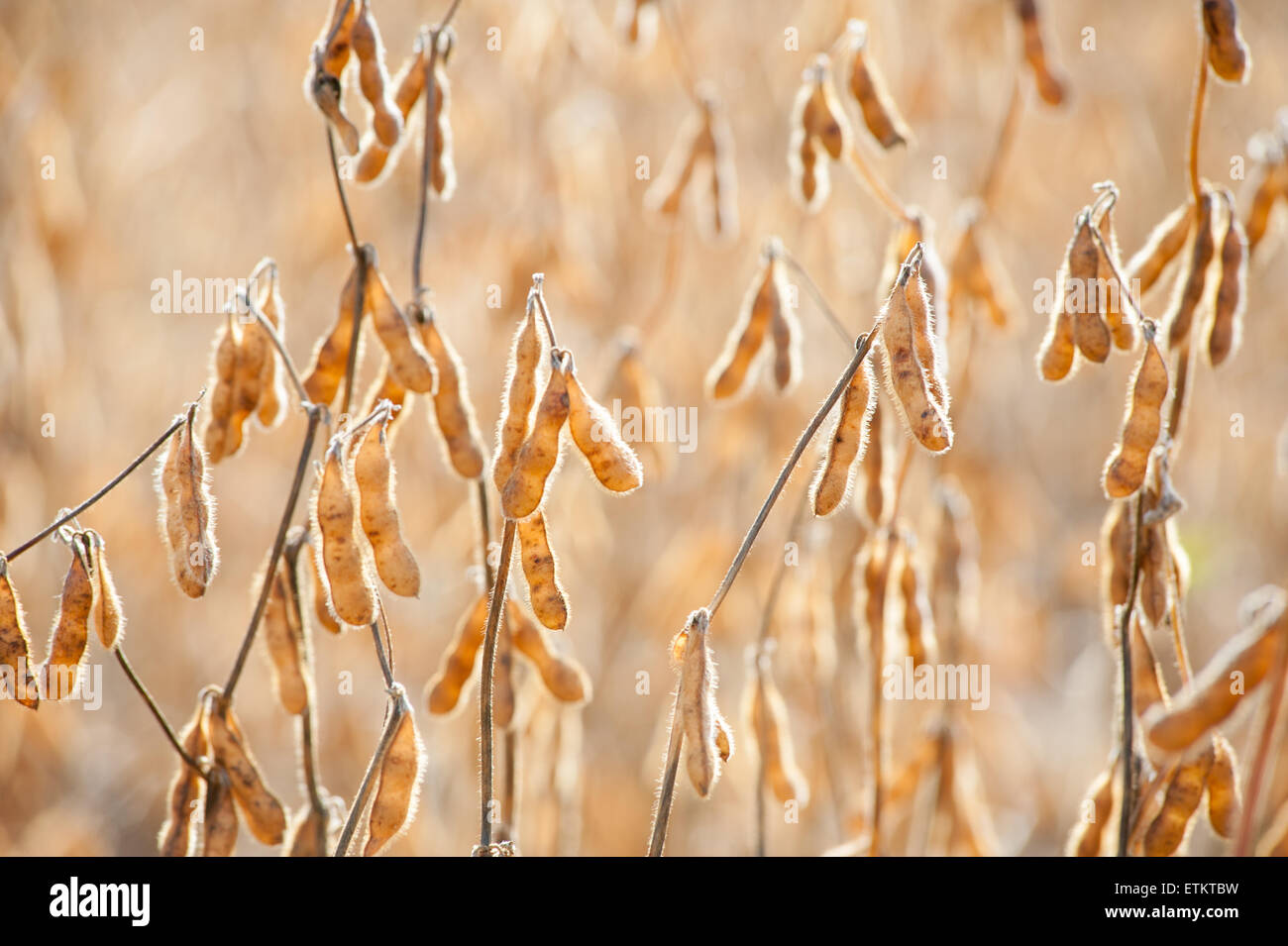 Soybean plants hi-res stock photography and images - Alamy