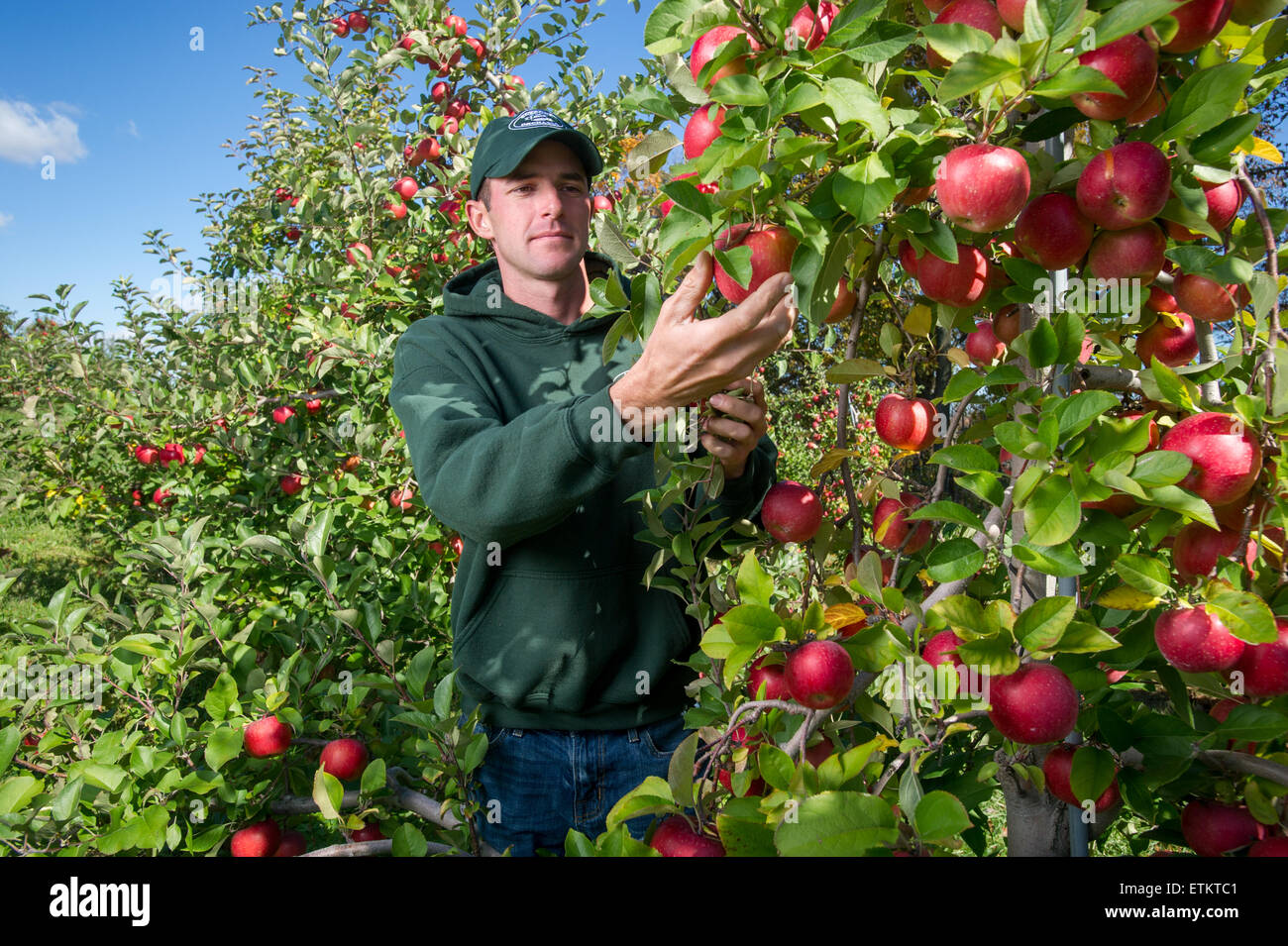 Farmer checking apples at an apple orchard in Wexford, Pennsylvania, USA Stock Photo