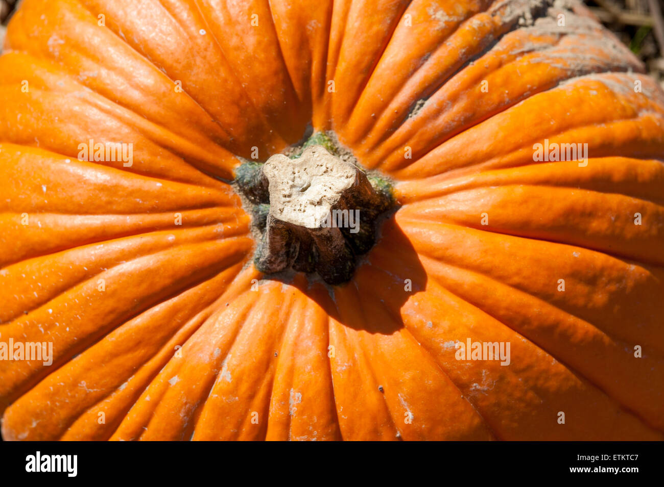 Close-up of pumpkin and stem in Wexford, Pennsylvania, USA Stock Photo