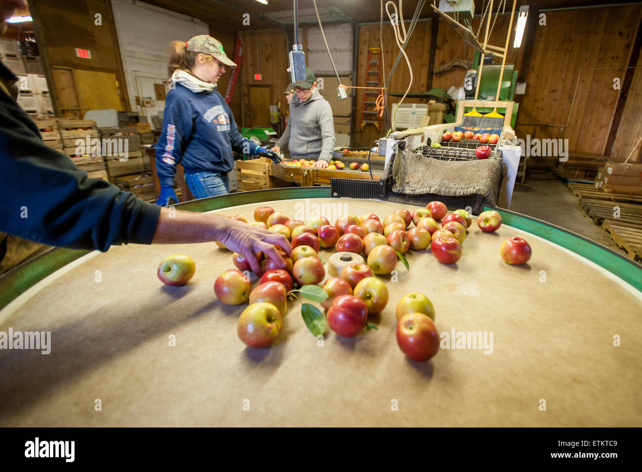 People sorting apples at an orchard in Wexford, Pennsylvania, USA Stock Photo