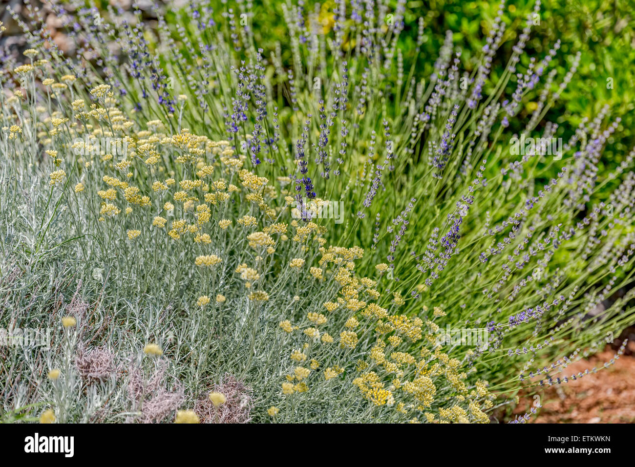 Herbs Lavander and Immortelle Stock Photo