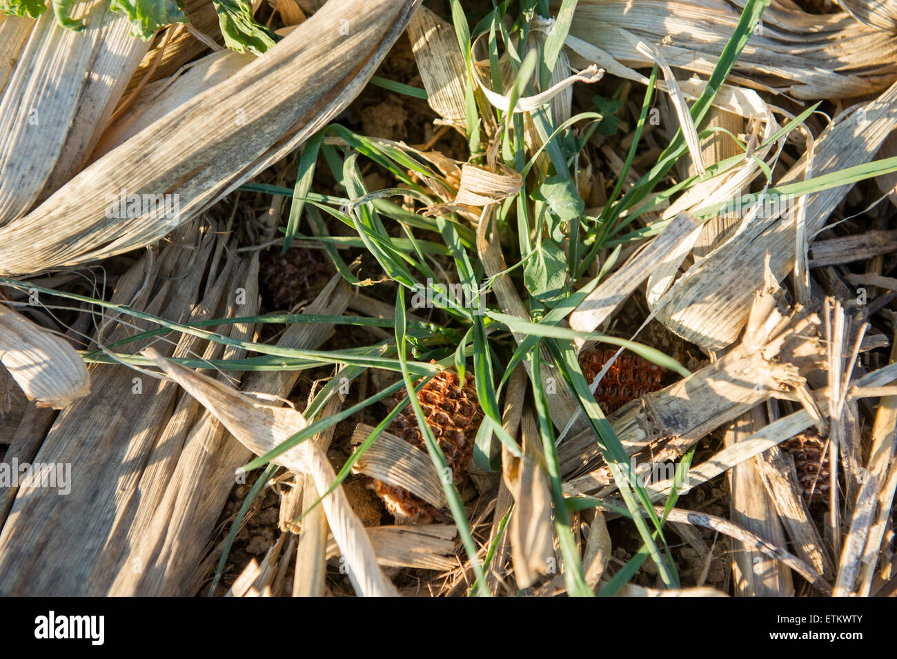Grass growing between dried up corn husks in Holtwood, Pennsylania, USA Stock Photo
