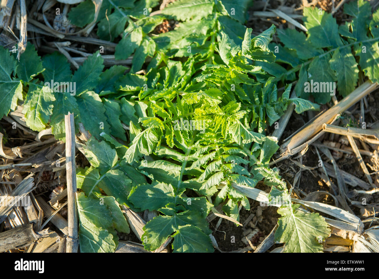 Closeup of Diakon Radish plant, a cover crop in Holtwood, Pennsylvania