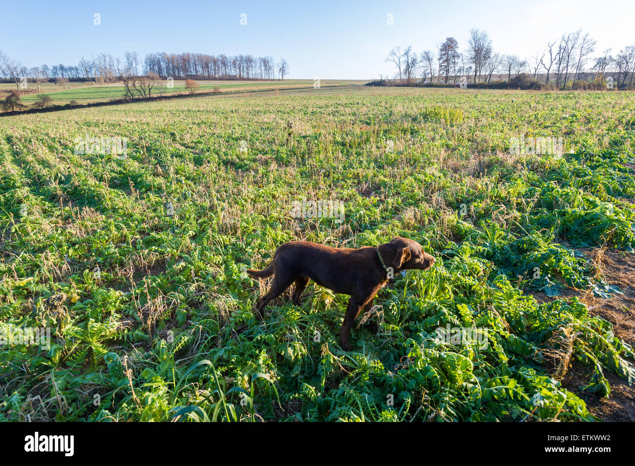 Brown dog standing in a field of Diakon Radish plants, a cover crop in Holtwood, Pennsylvania, USA Stock Photo
