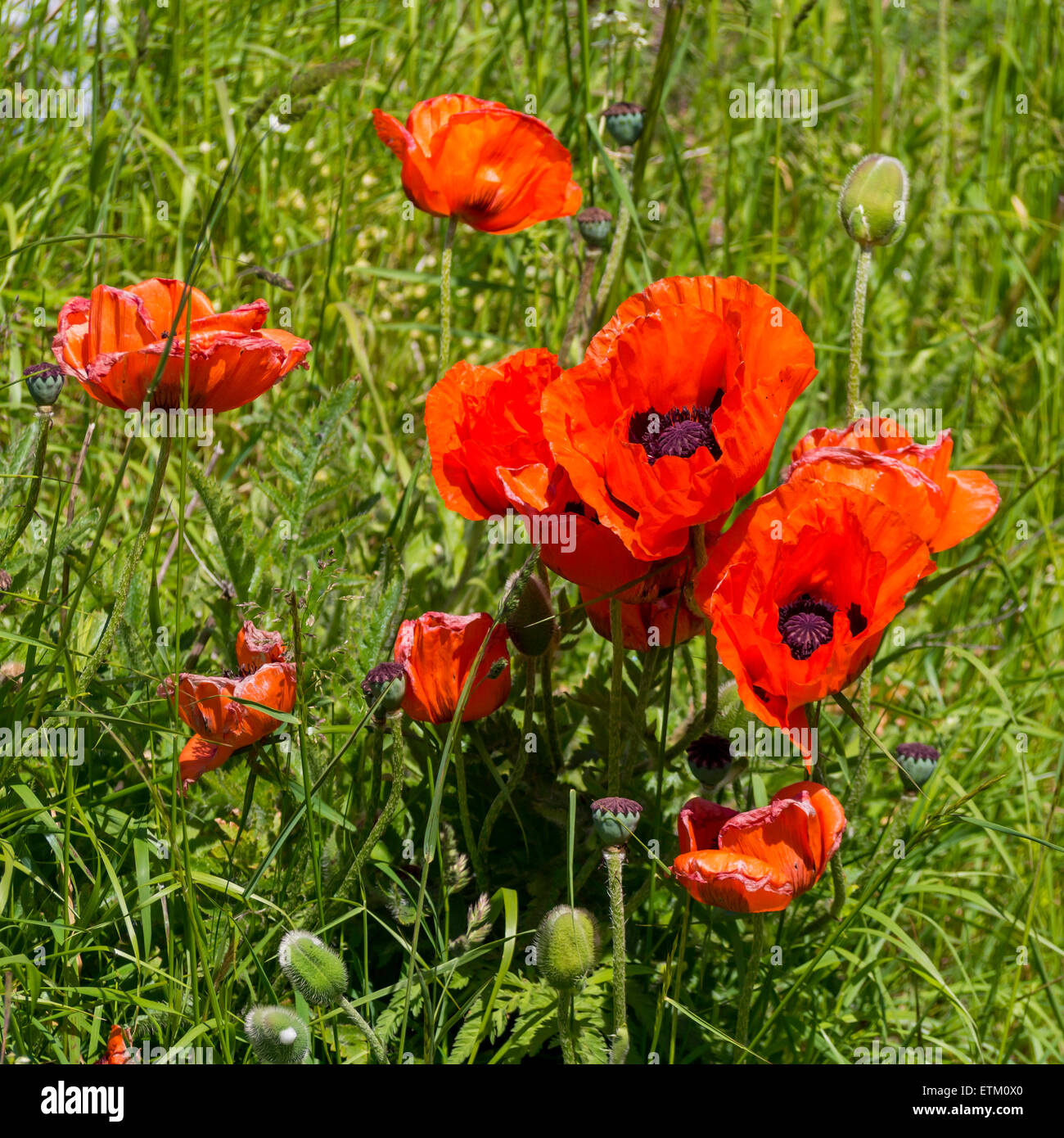 Bright red poppies garden plants that have reseeded on an adjacent