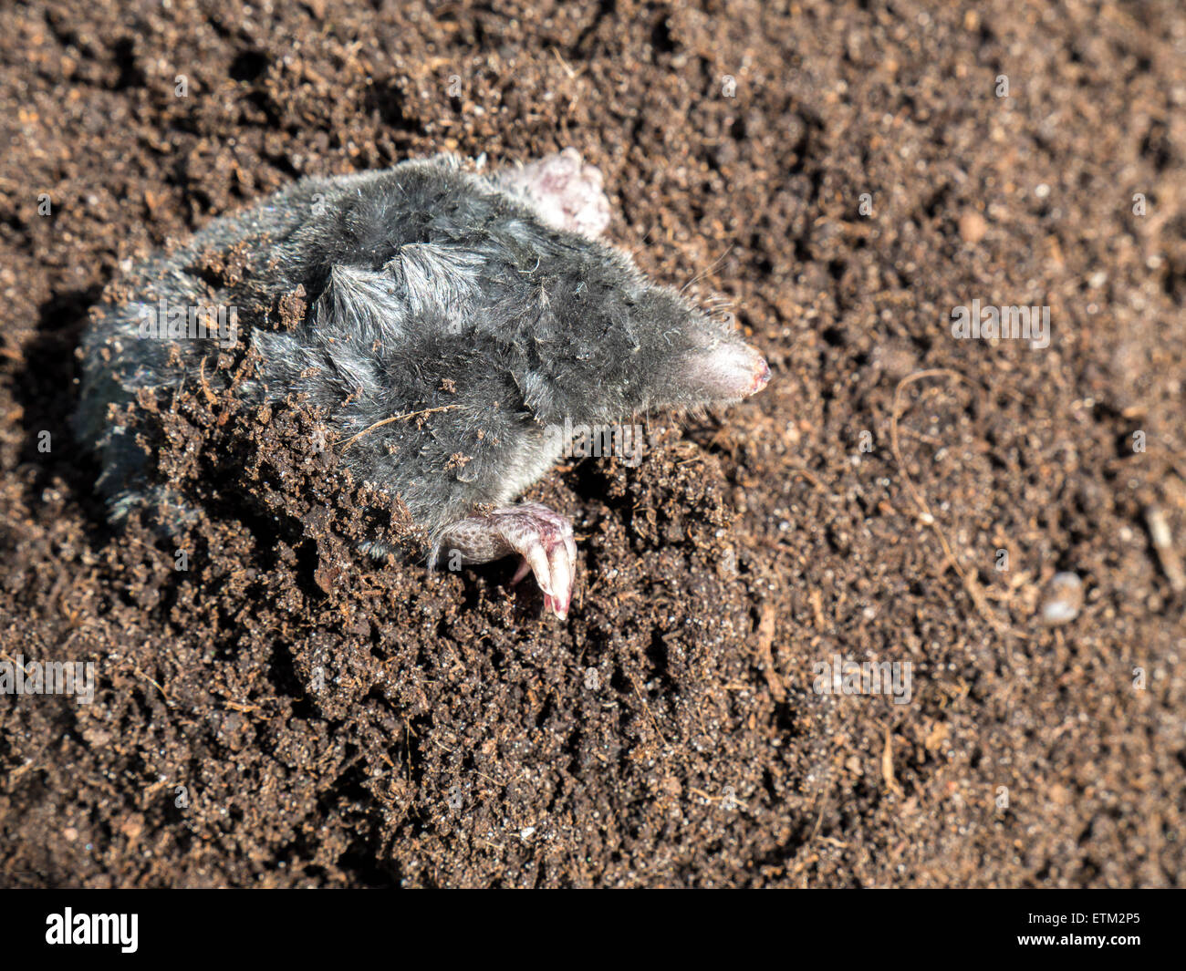 Mole poking out of mole mound Stock Photo