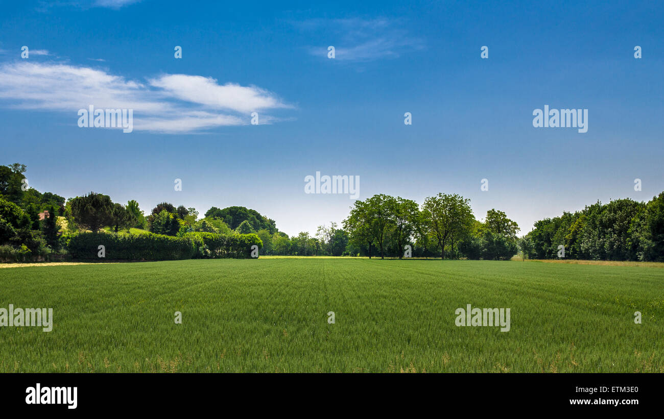 Panorama of a wheat field in the middle of spring Stock Photo - Alamy