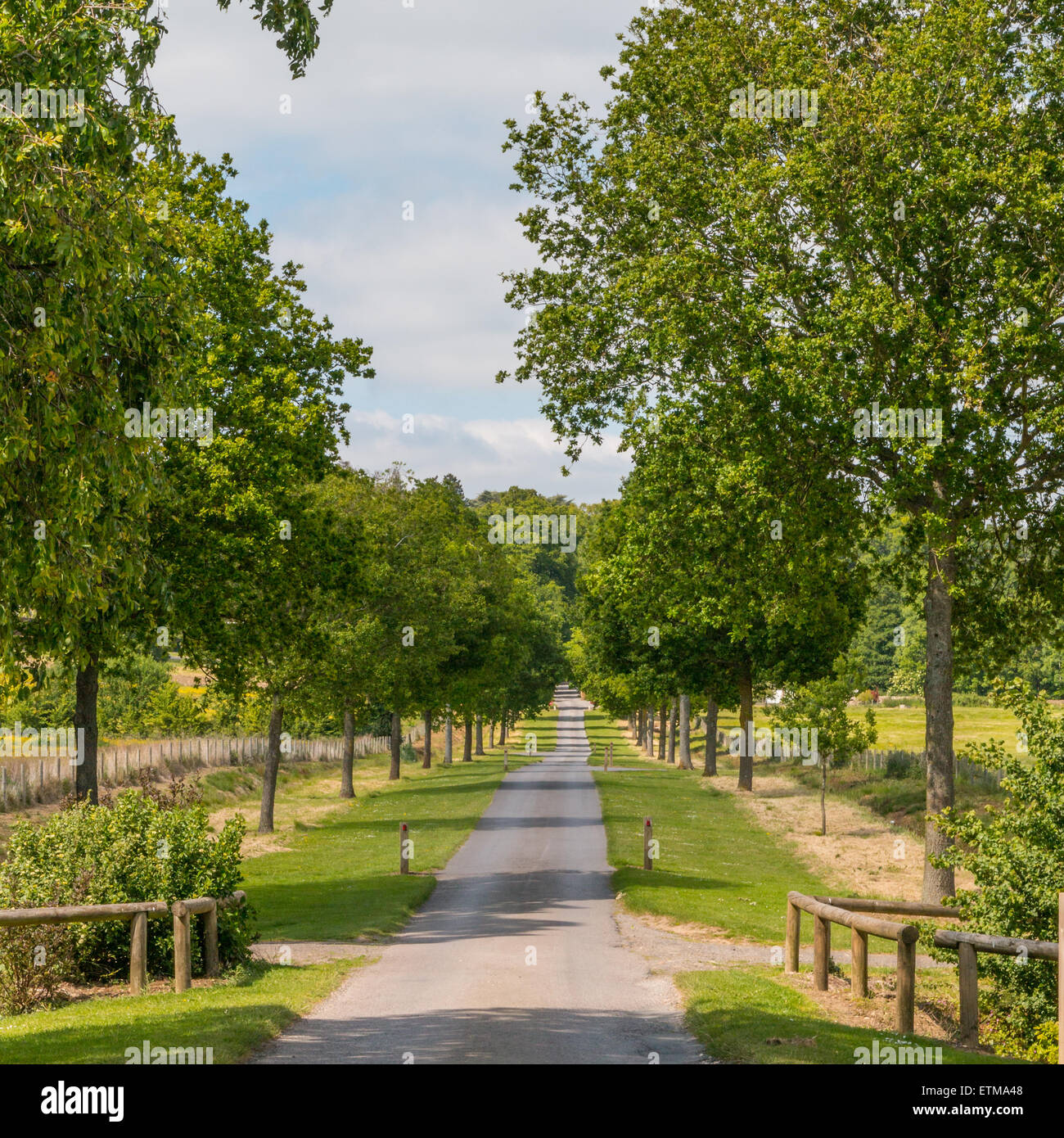 Tree lined driveway Stock Photo Alamy