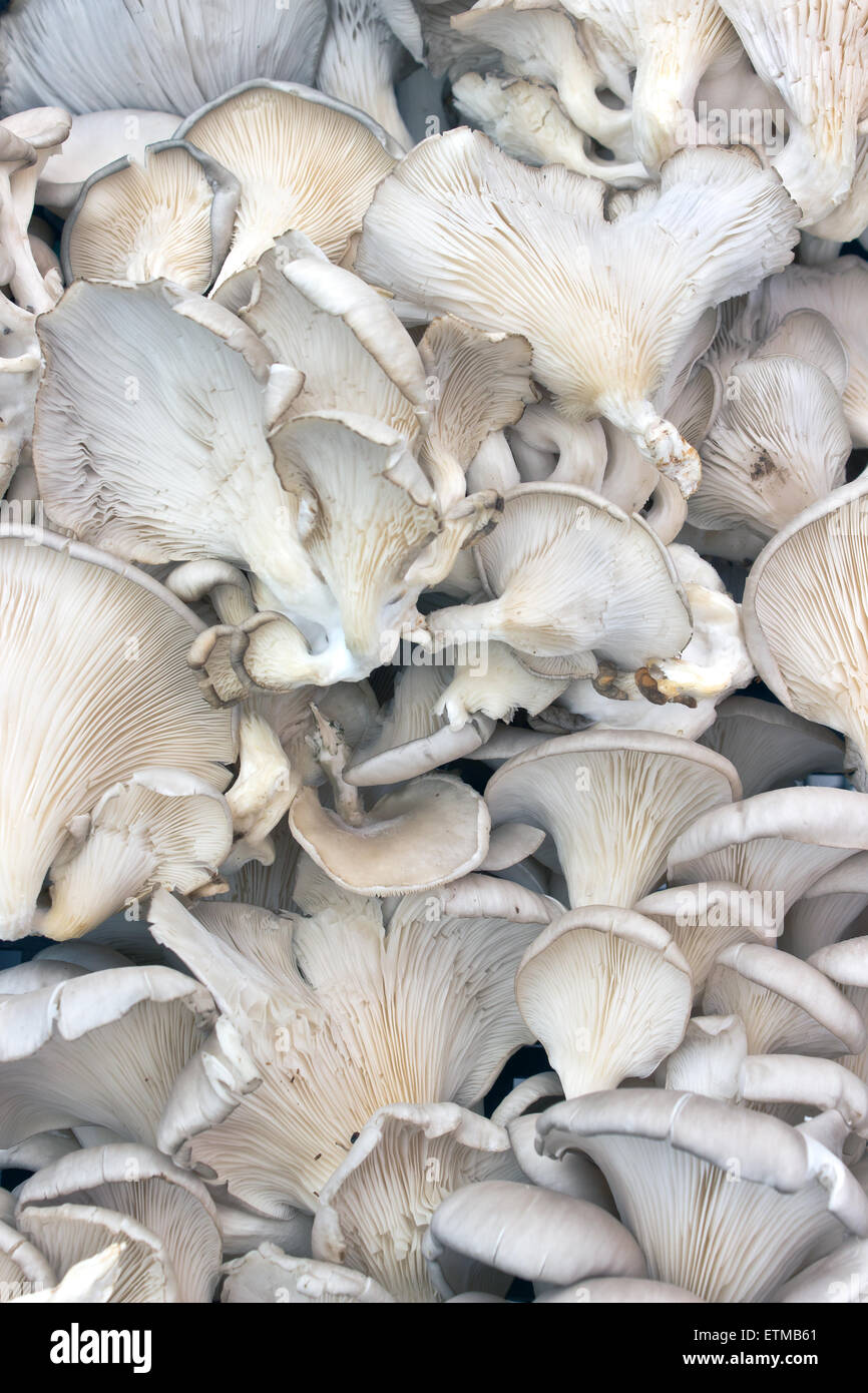 Oyster mushrooms as background Stock Photo - Alamy