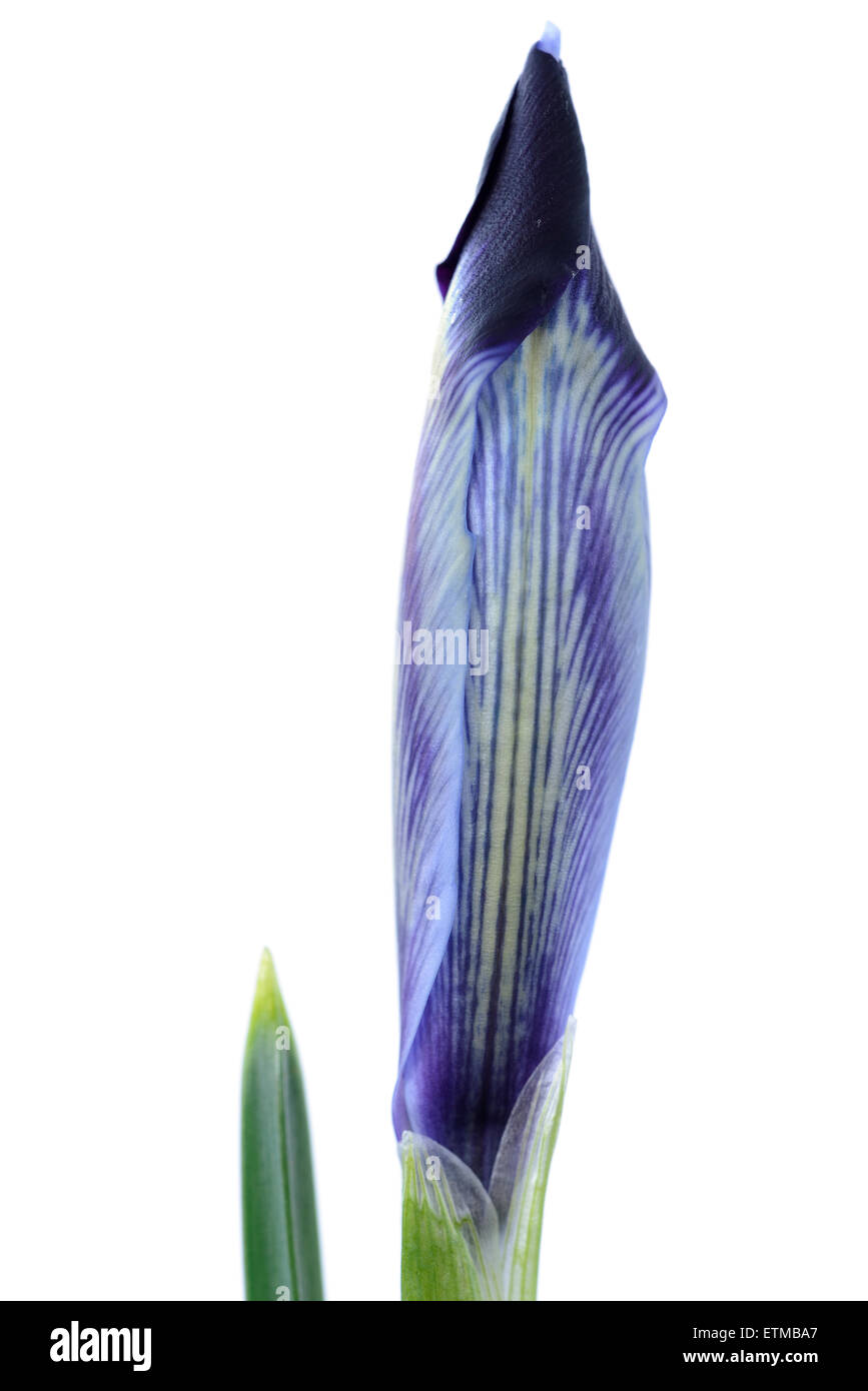 Iris histrioides  'Halkis'  Reticulata  Unopened flower  February Stock Photo