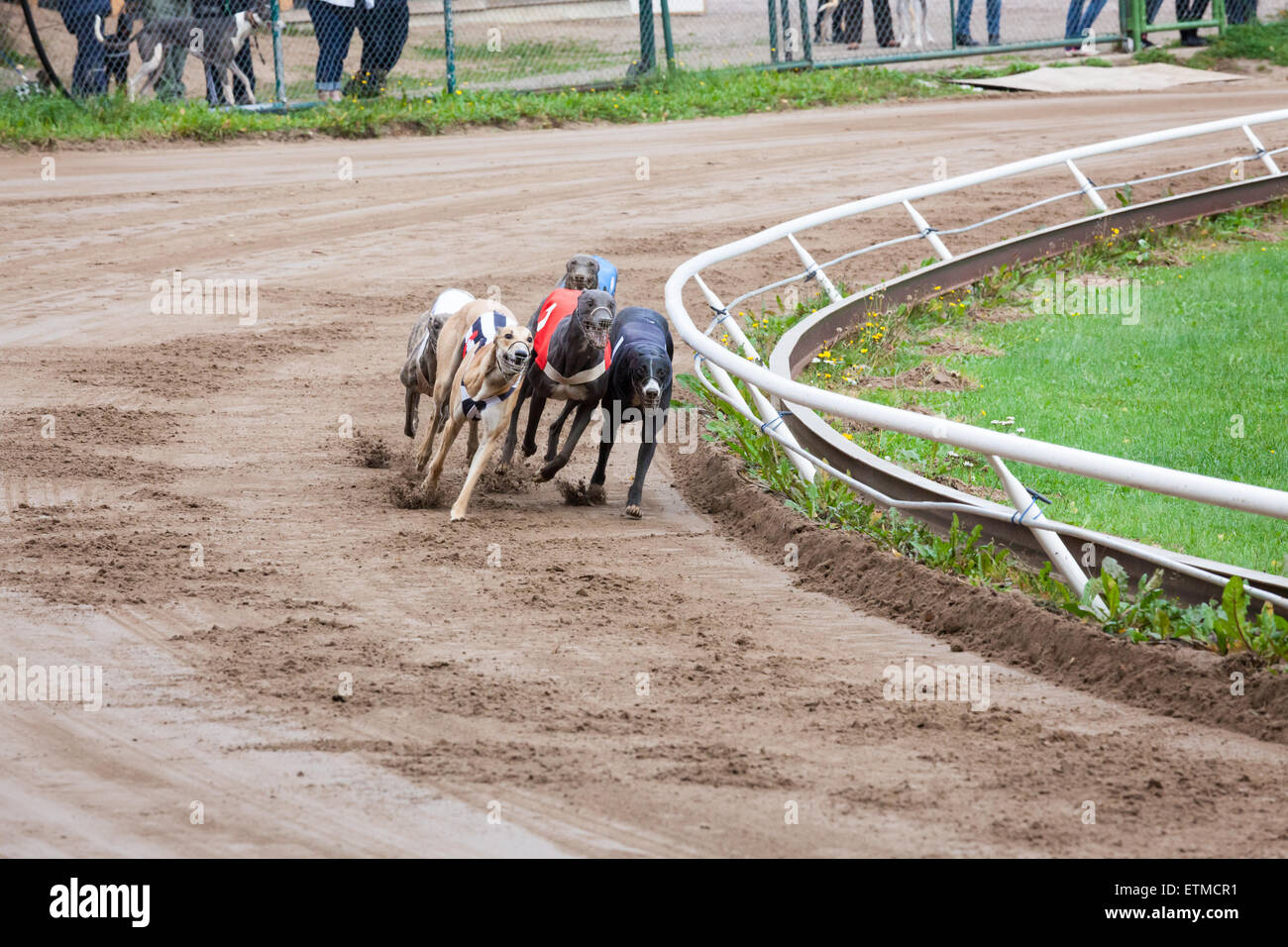 Greyhound Dogs Racing Stock Photo - Alamy