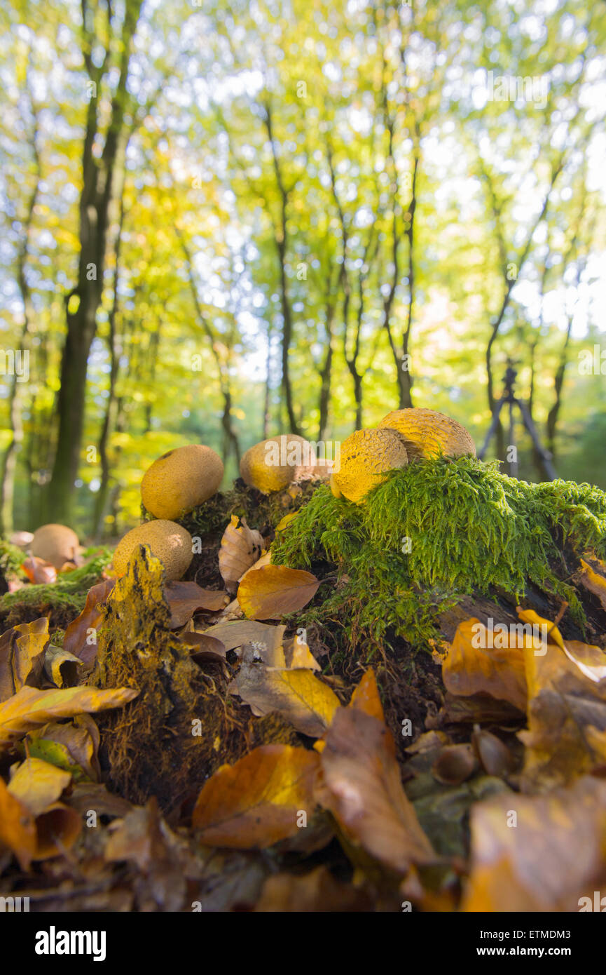landscape forest with mushrooms leaf trees and many foliage Stock Photo ...