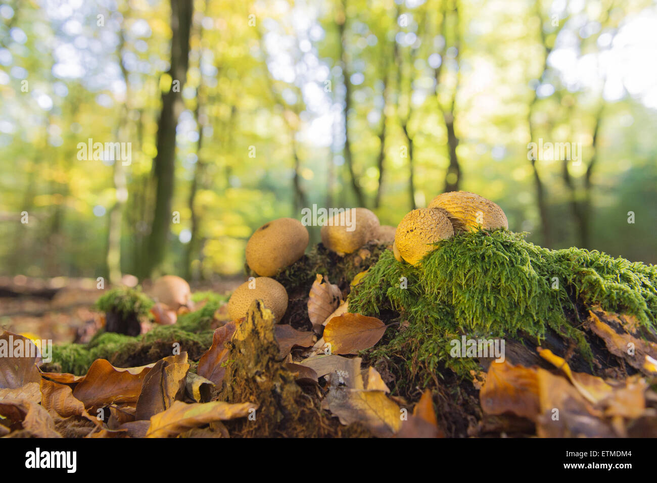 landscape forest with mushrooms leaf trees and many foliage Stock Photo ...