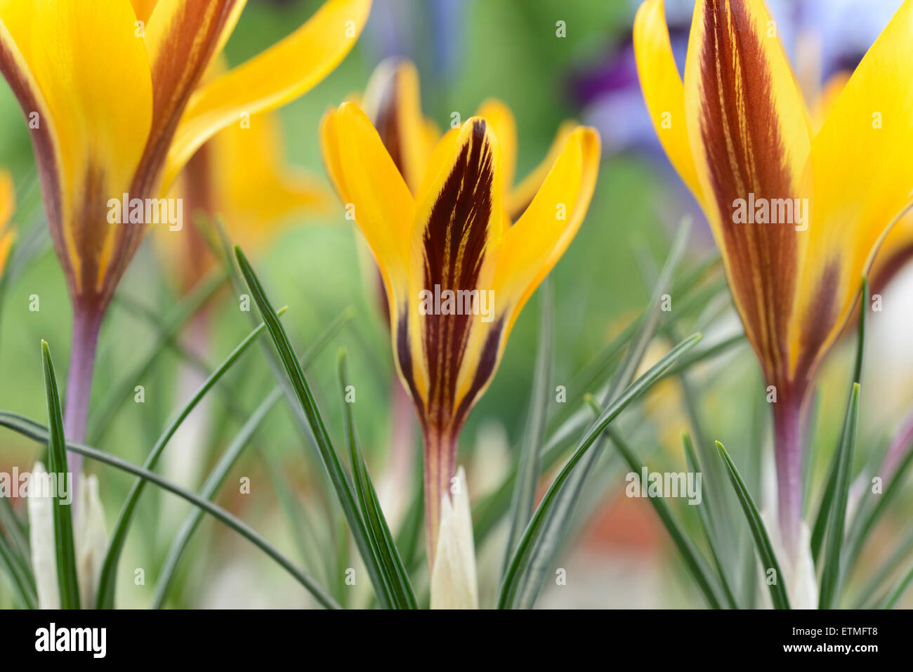 Crocus angustifolius  AGM  Cloth-of-gold crocus  February Stock Photo