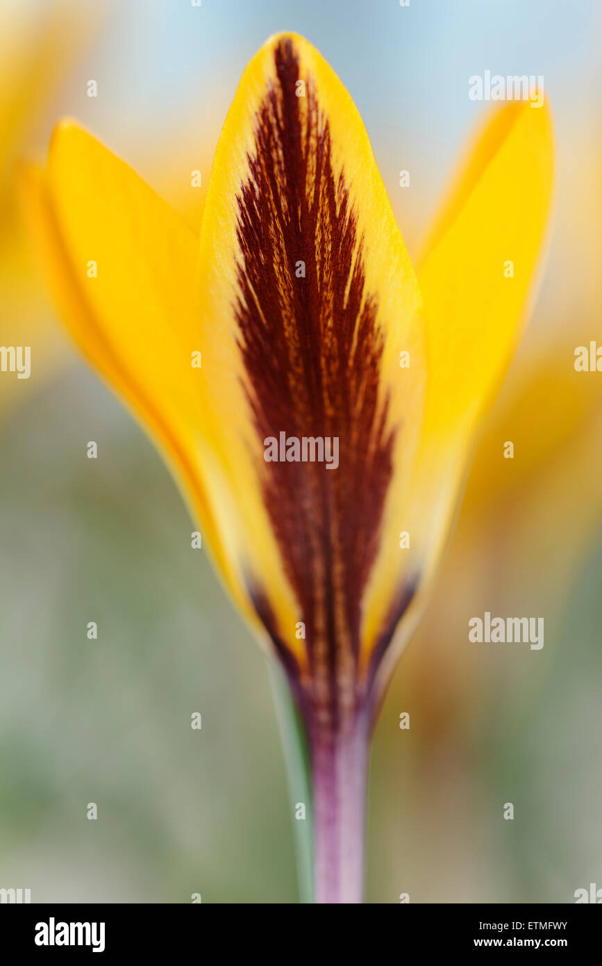 Crocus angustifolius  AGM  Cloth-of-gold crocus  February Stock Photo