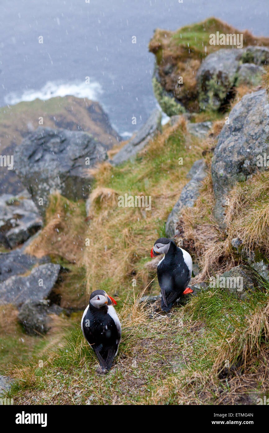 Two puffins snow hi-res stock photography and images - Alamy