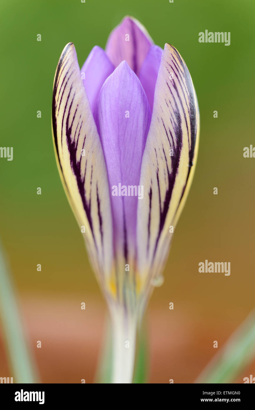 Crocus corsicus  AGM  Corsican crocus  February Stock Photo