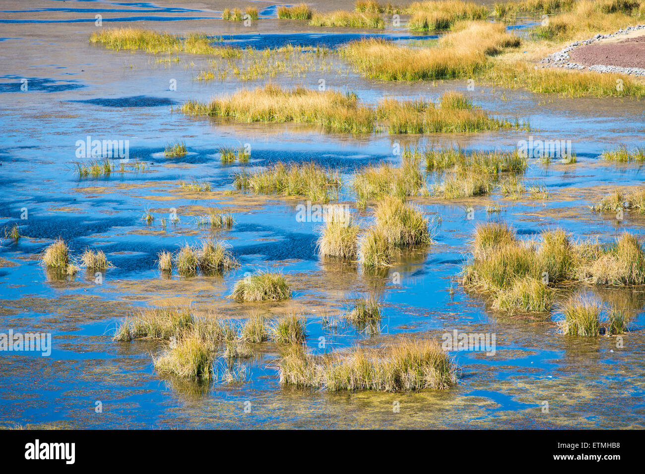 Reeds in water, Lake Umayo, Sillustani, Puno Region, Peru Stock Photo