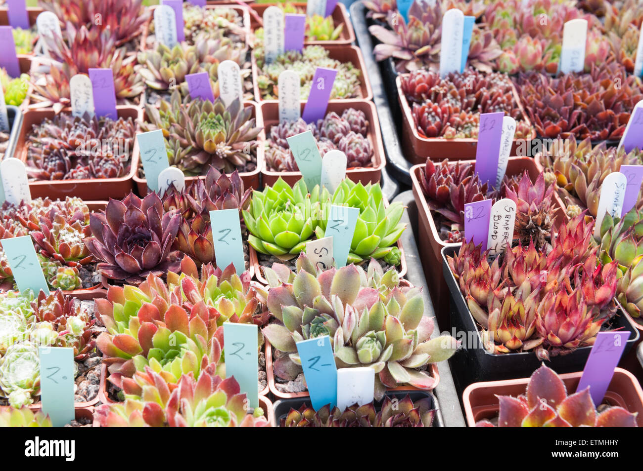 rows of potted sedum and cacti plants with price tags ready for sale at