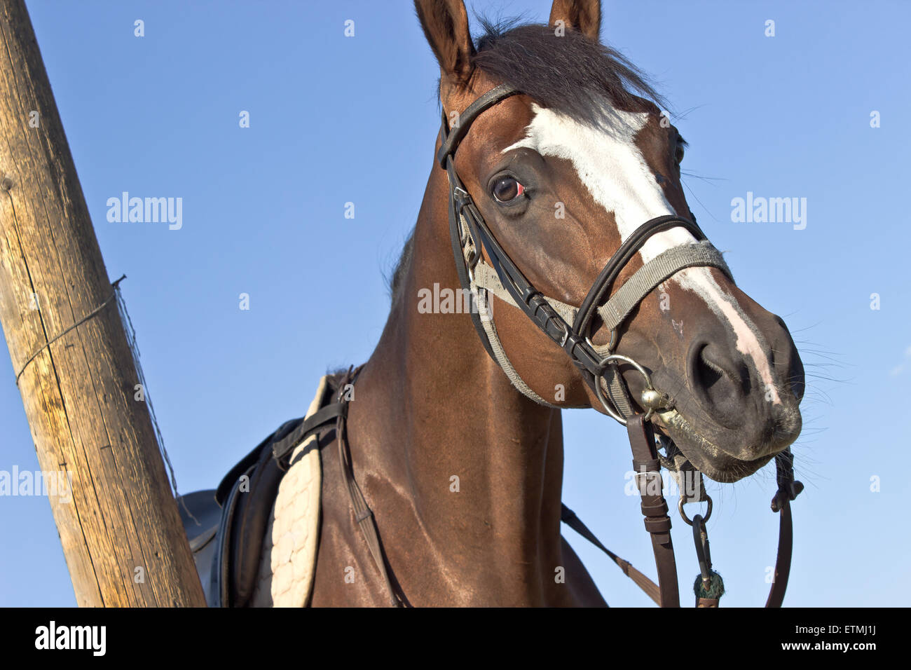 Horse head near wooden post over blue sky Stock Photo