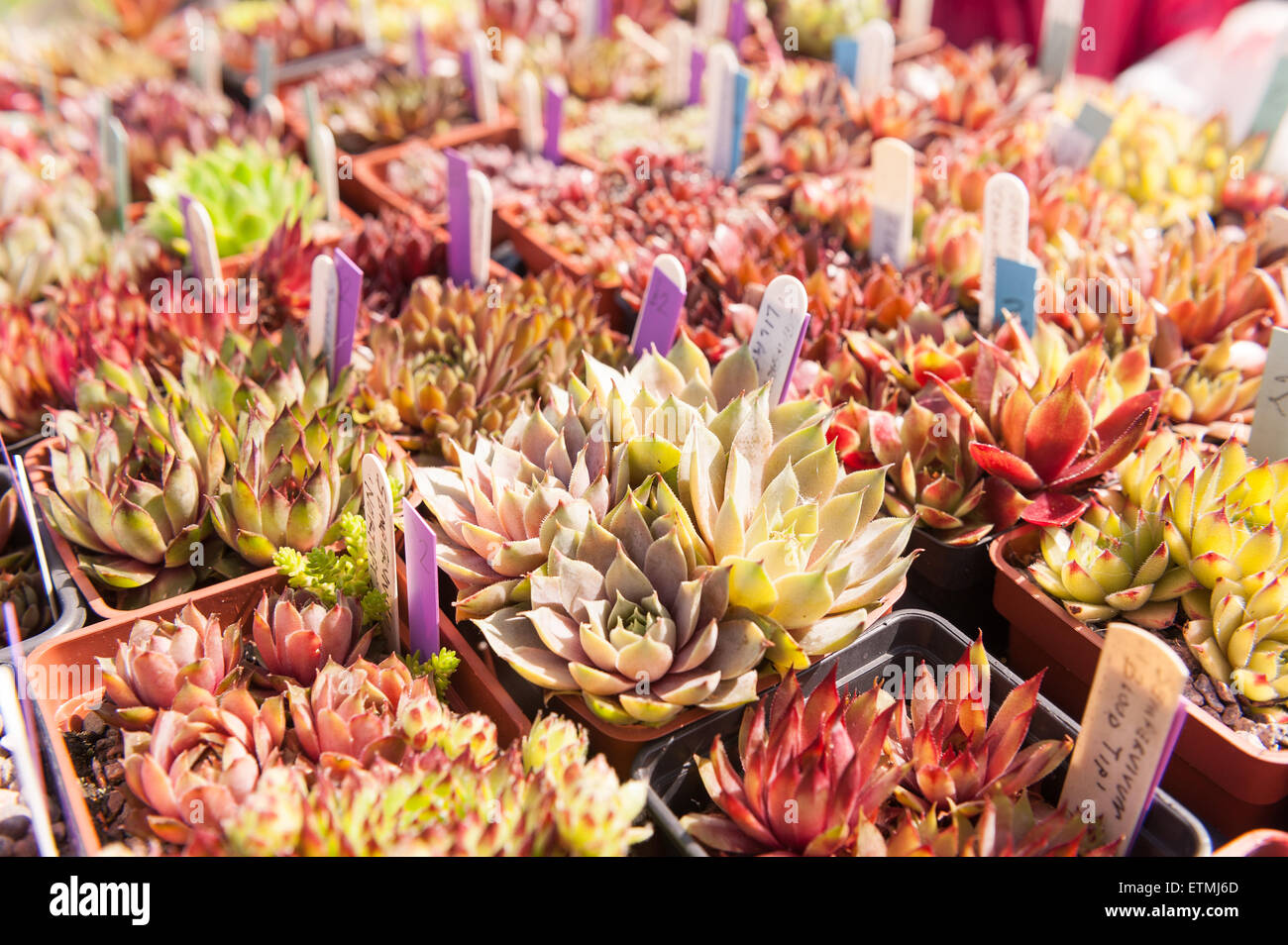 rows of potted sedum and cacti plants with price tags ready for sale at a boot fair home