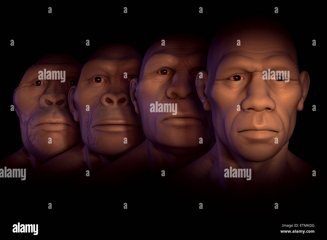 Conceptual image showing four stages of human evolution; Australopithecus, Homo Habilis, Homo Erectus and Homo Sapiens. Stock Photo