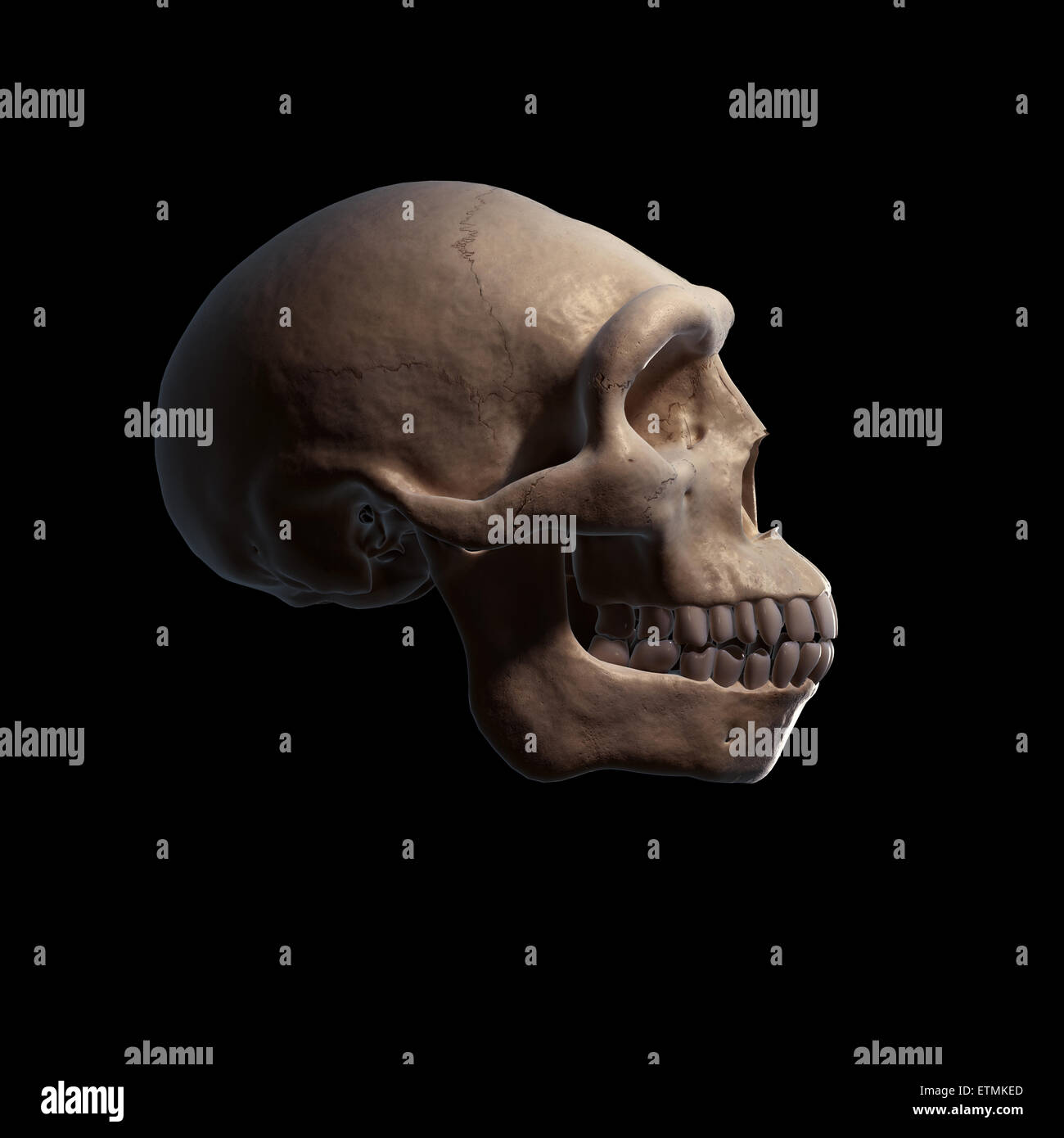 Illustration of a Homo Erectus skull.  Homo Erectus is an extinct genus of hominids and ancestor to Homo Sapiens. Stock Photo