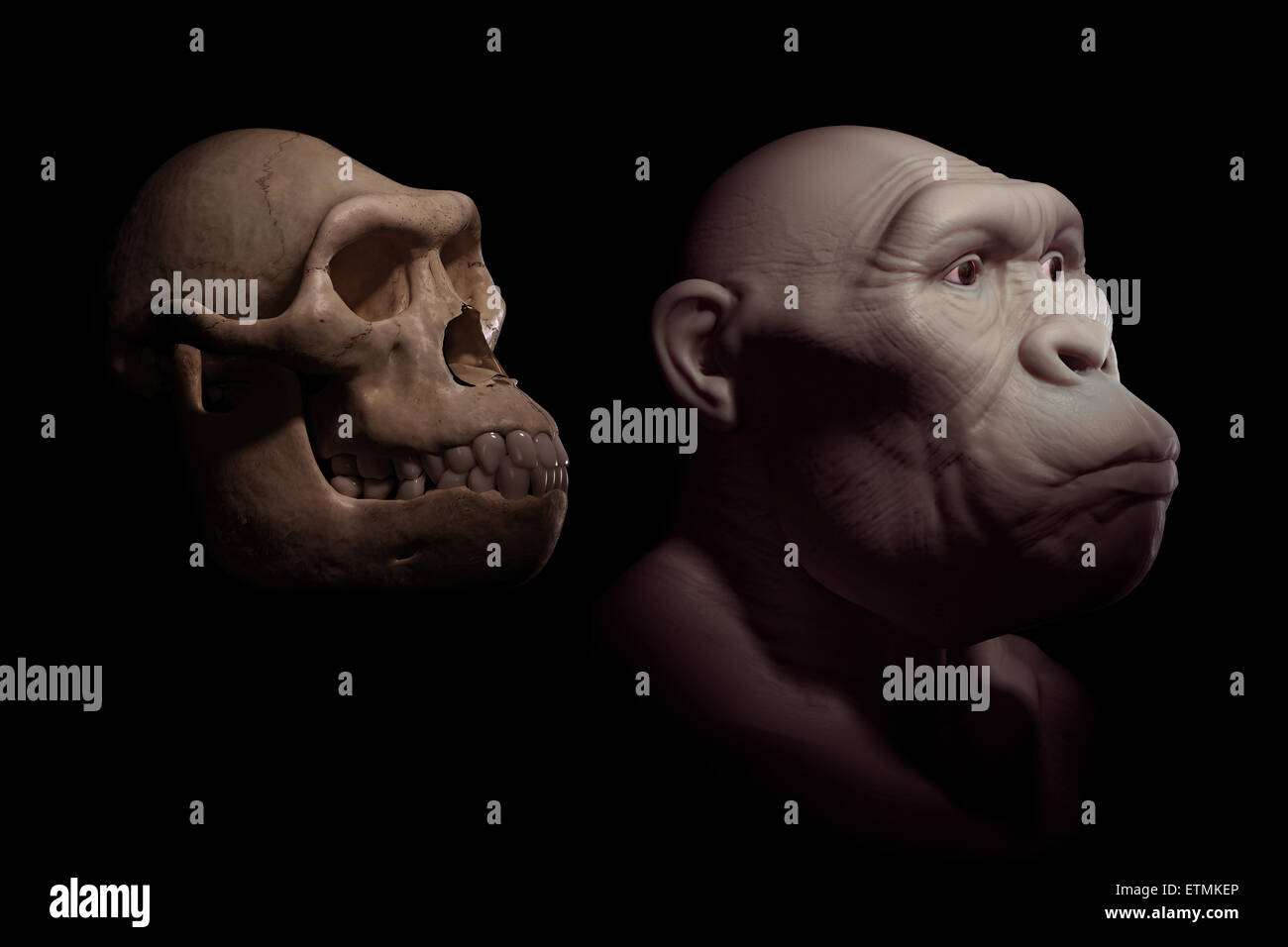Depiction of an Australopithecus next to an Australopithecus skull for comparison.  Australopithecus is an extinct genus of hominids and early ancestor to Homo Sapiens. Stock Photo