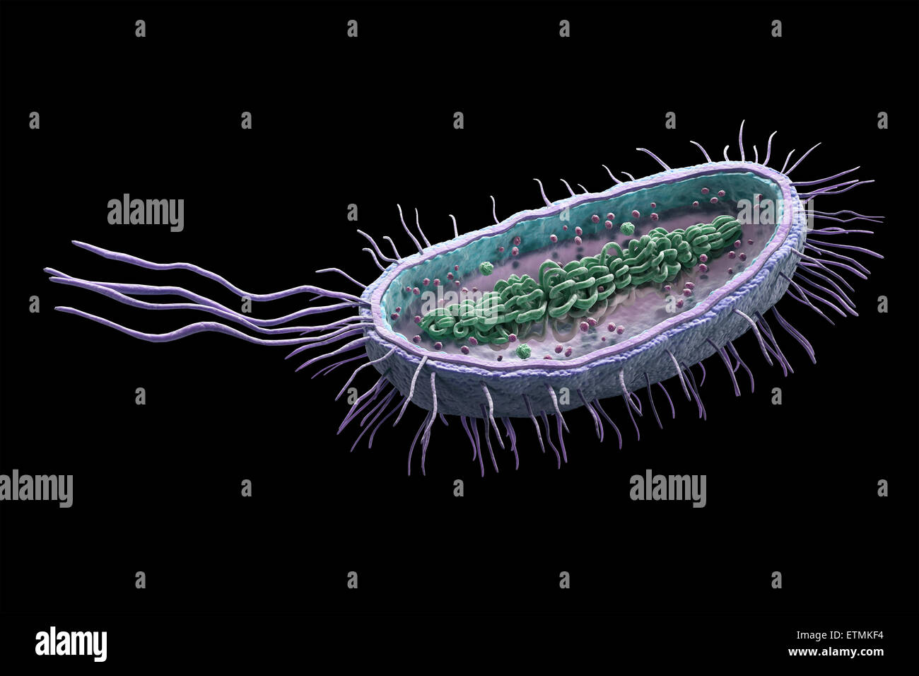 Cross section illustration of a bacteria, showing the inner structure. Stock Photo