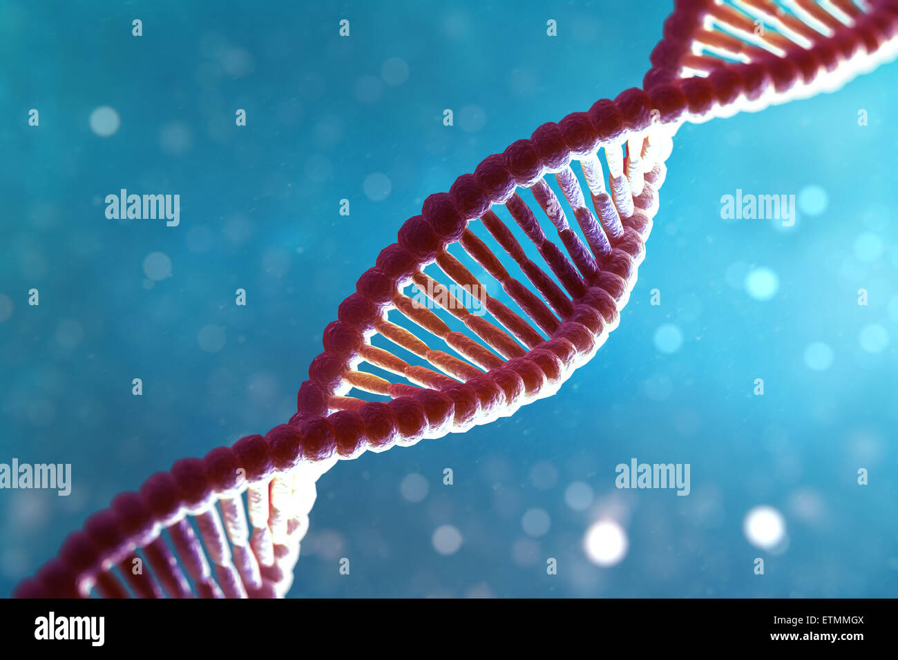 Stylized illustration of strands of human DNA, deoxyribonucleic acid. Stock Photo