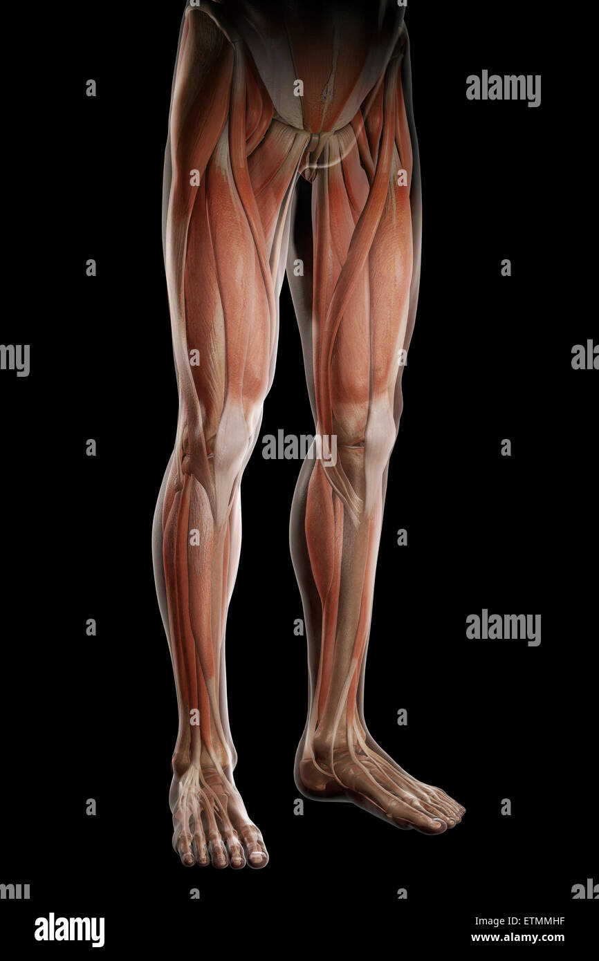 Illustration of the musculature and skeletal structure of the legs, visible through skin. Stock Photo