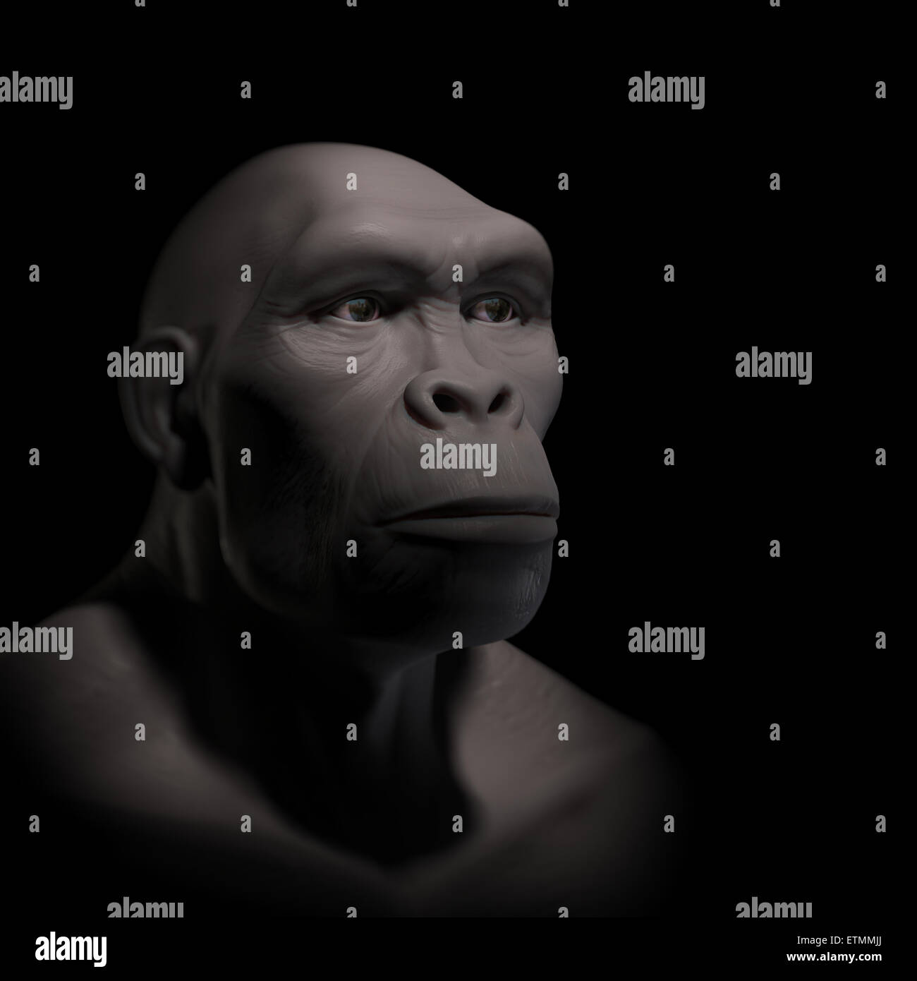 Depiction of a Homo Habilis, an extinct genus of hominids and ancestor to Homo Sapiens Stock Photo