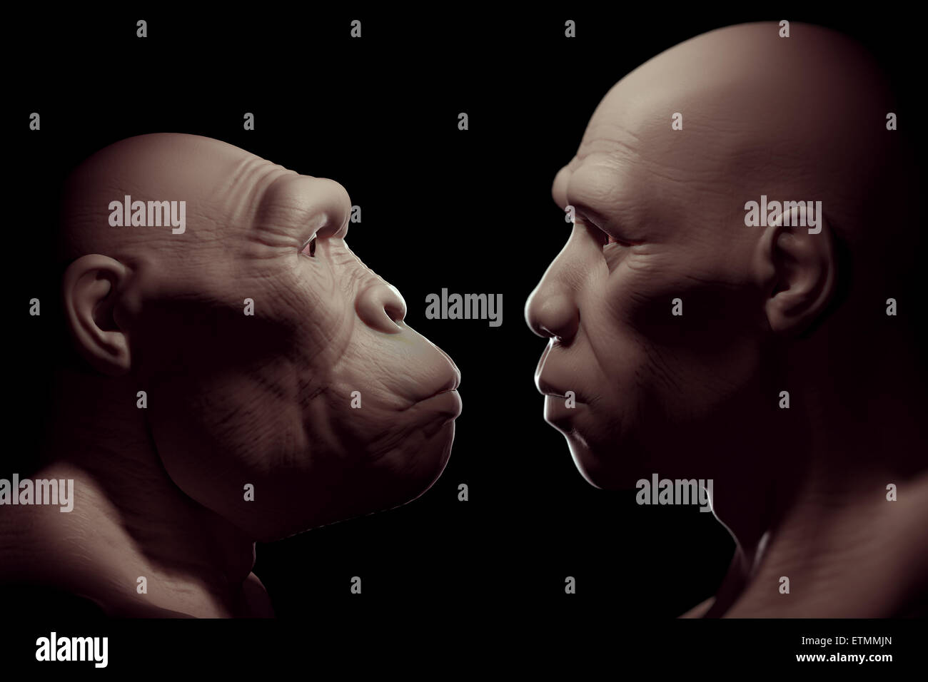 Depiction of an Australopithecus face to face with a Homo Sapiens.  Australopithecus is an extinct genus of hominids and early ancestor to Homo Sapiens. Stock Photo