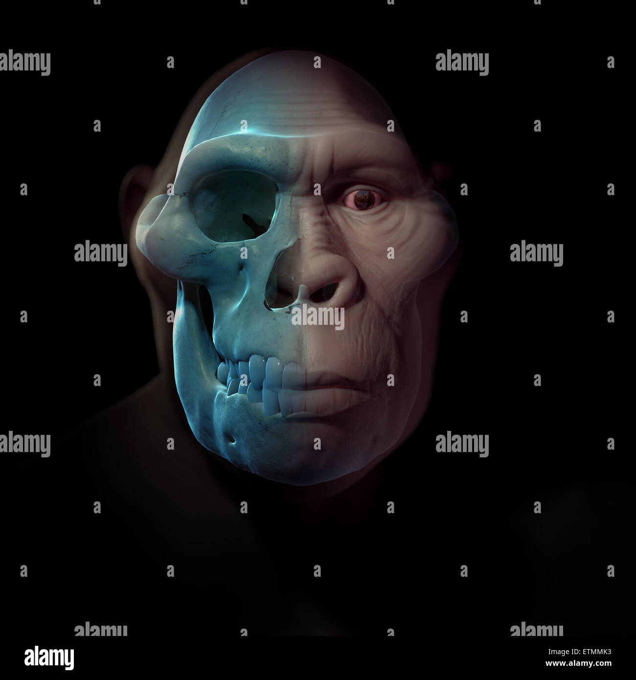 Depiction of an Australopithecus with skull visible in situ.  Australopithecus is an extinct genus of hominids and early ancestor to Homo Sapiens. Stock Photo