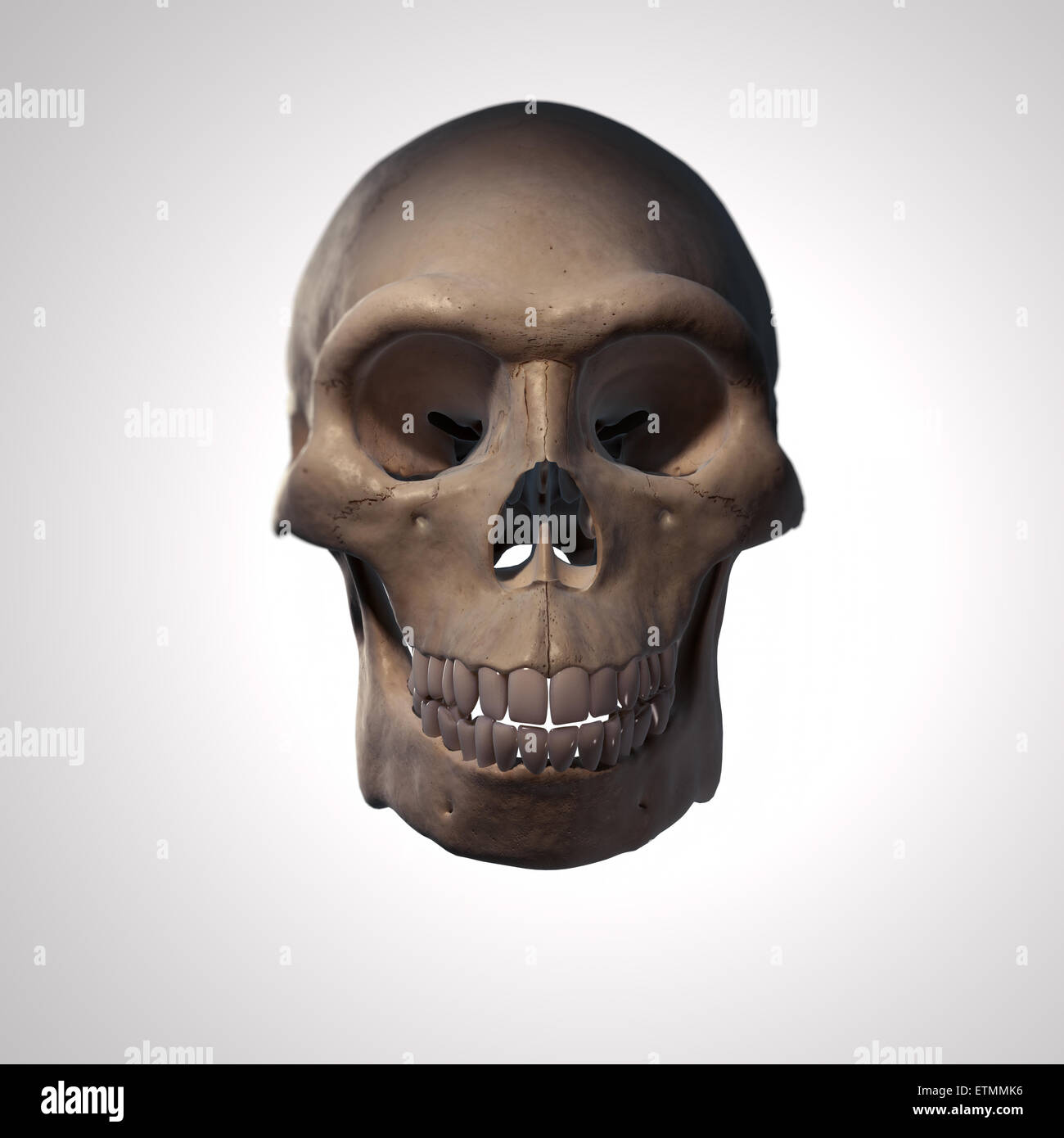 Illustration of a Homo Erectus skull.  Homo Erectus is an extinct genus of hominids and ancestor to Homo Sapiens. Stock Photo