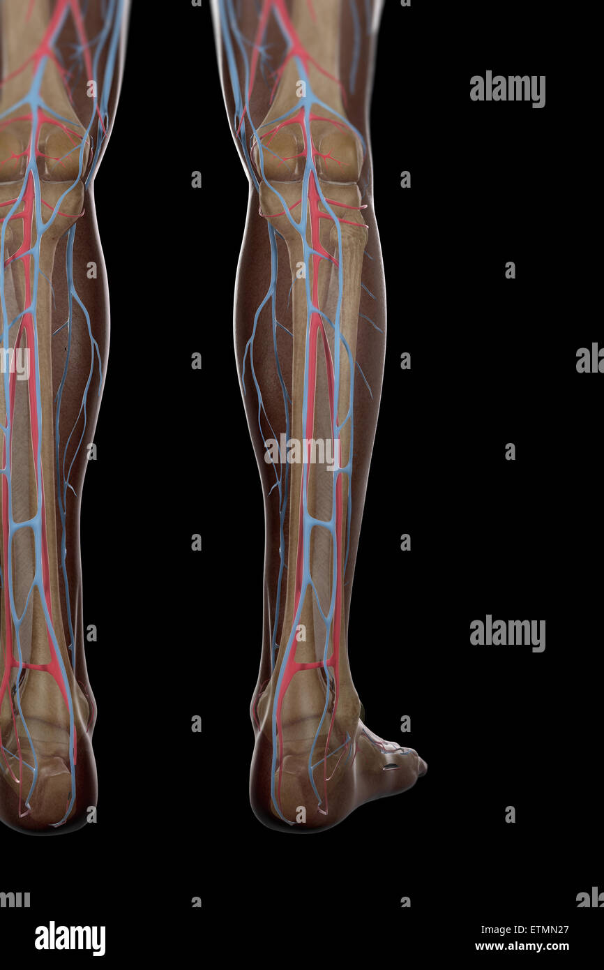 Illustration of the blood supply and skeletal structure of the lower legs, visible through skin. Stock Photo