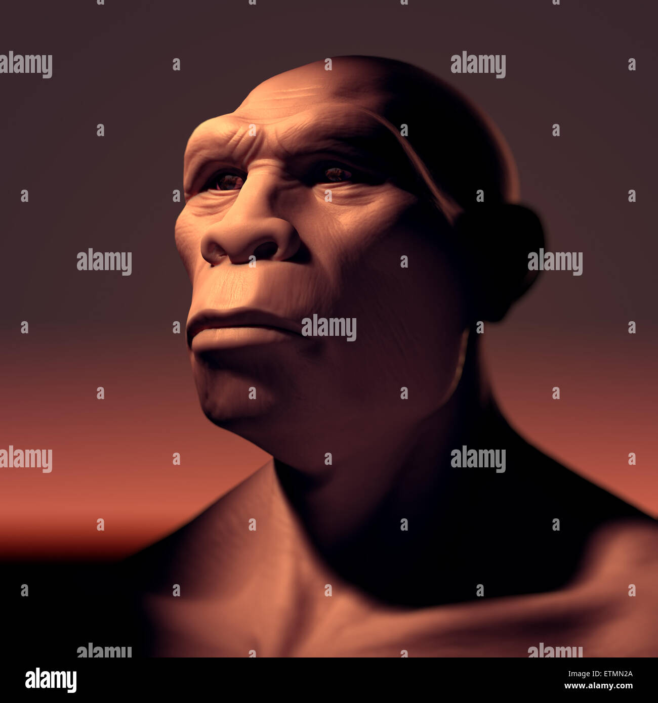 Depiction of a Homo Erectus, an extinct genus of hominids and ancestor to Homo Sapiens. Stock Photo