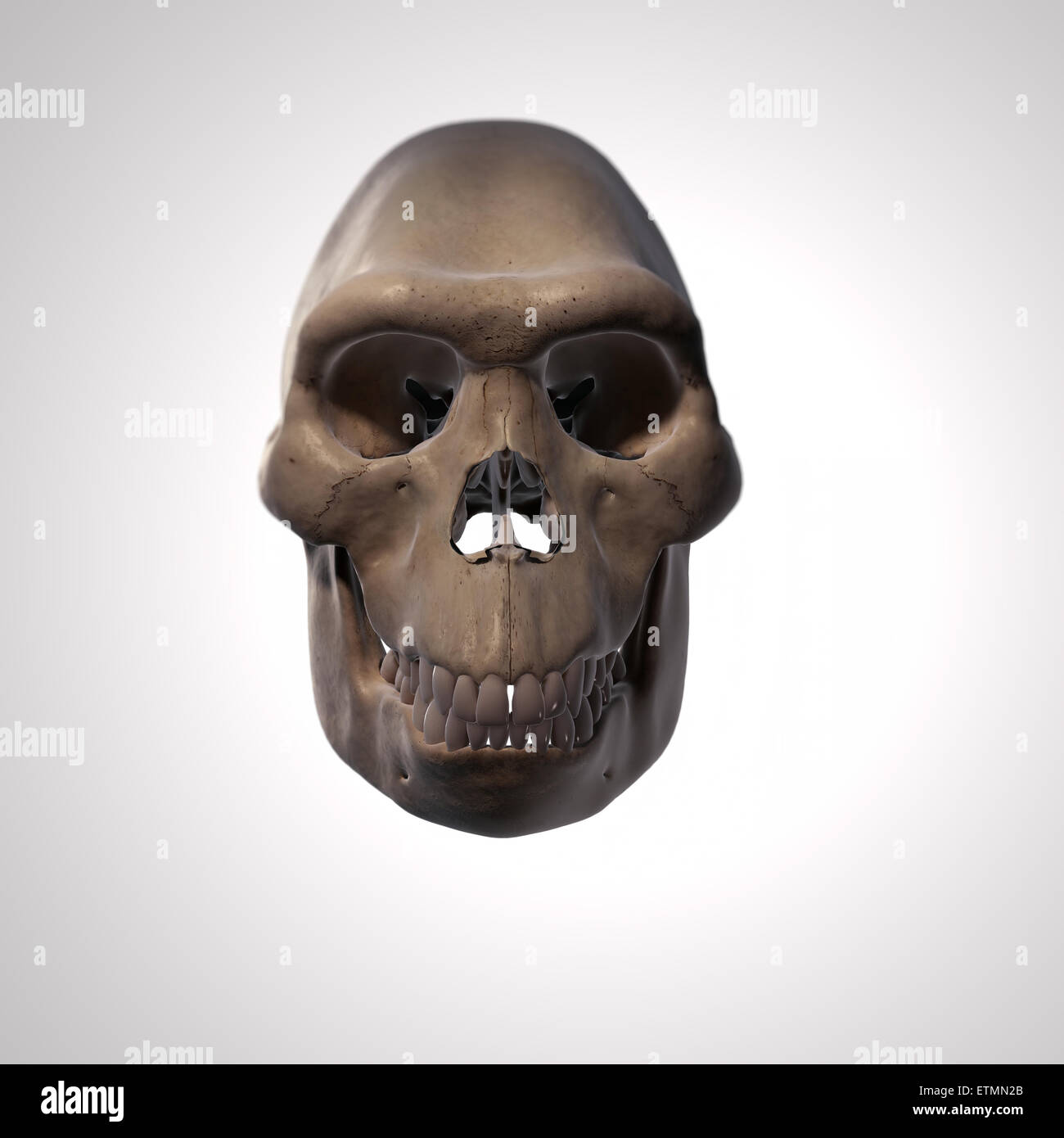 Illustration of a Homo Habilis skull.  Homo Habilis is an extinct genus of hominids and ancestor to Homo Sapiens. Stock Photo