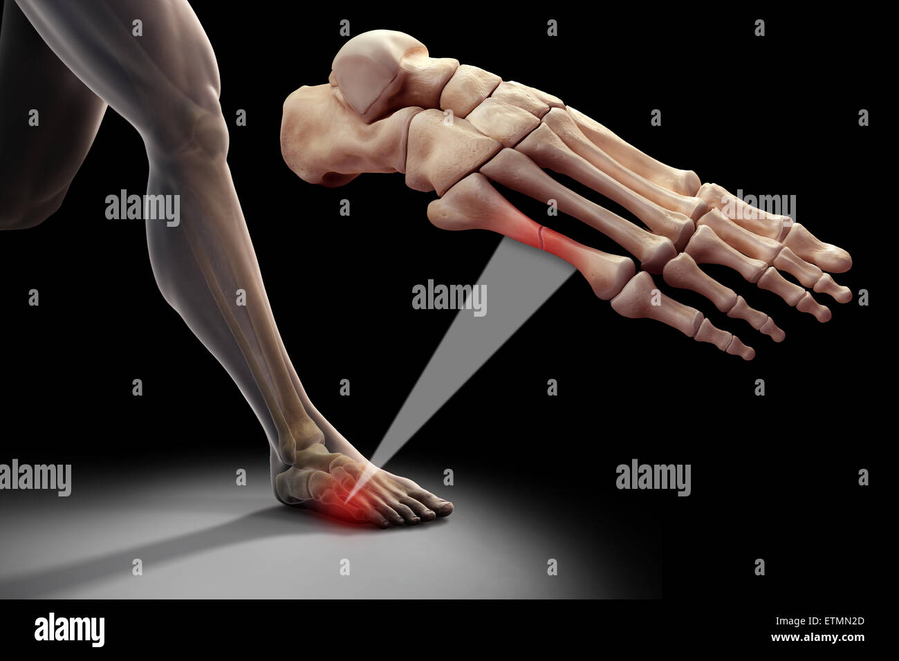 anatomy of ankle and foot running illustration