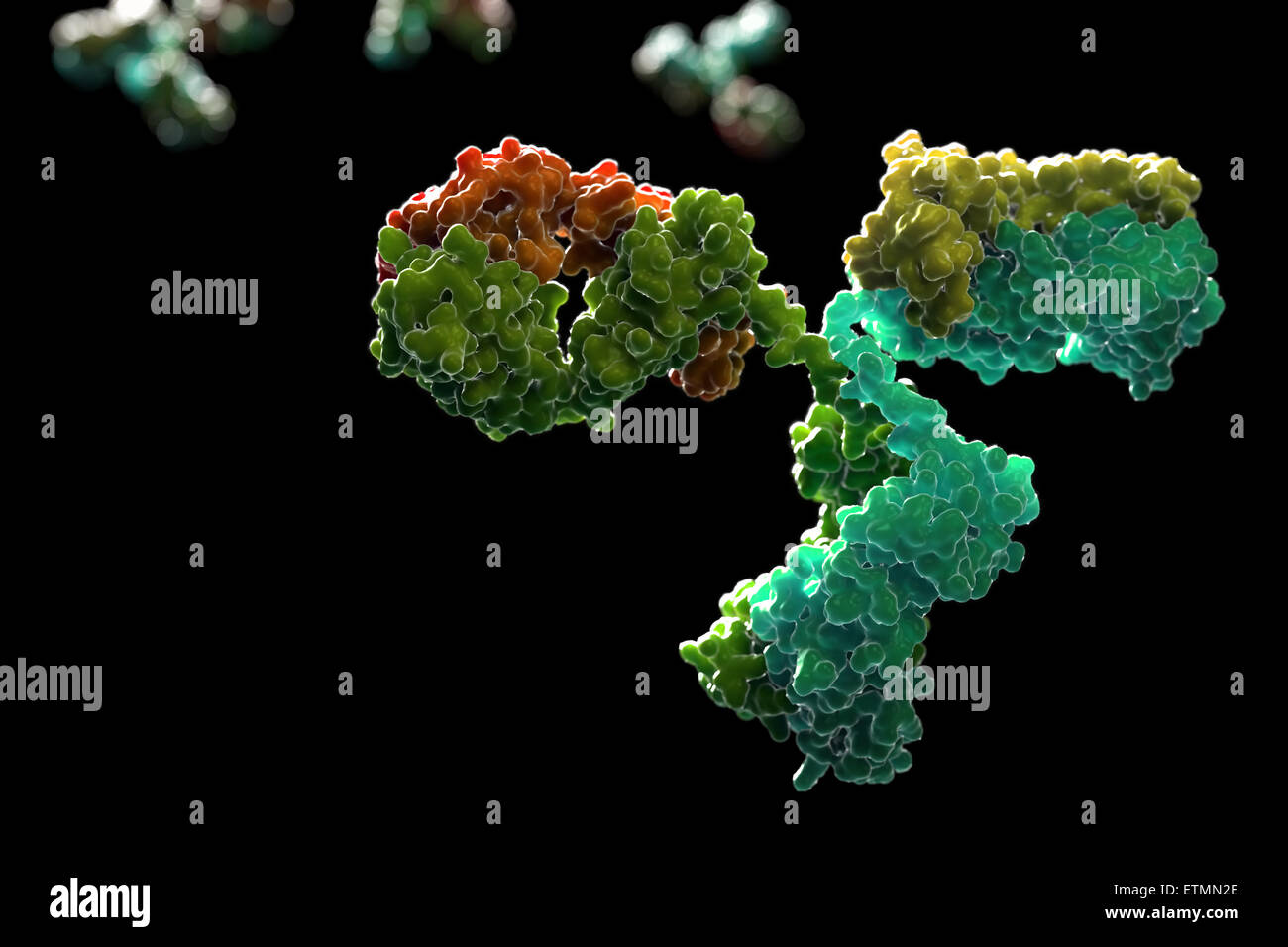 Stylized illustration of y-shaped antibody 1IGT, part of the human immune system. Stock Photo