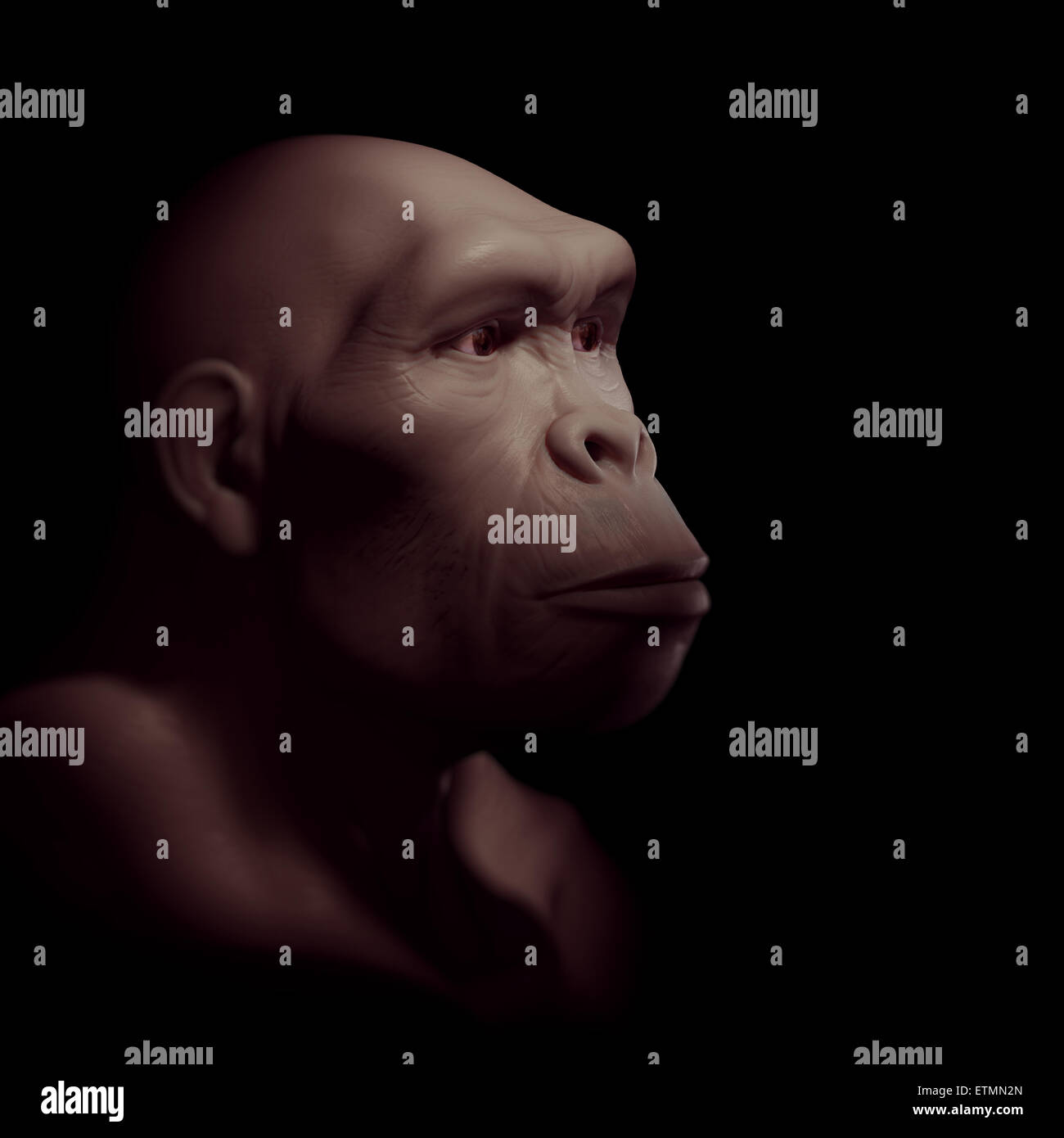 Depiction of a Homo Habilis, an extinct genus of hominids and ancestor to Homo Sapiens Stock Photo
