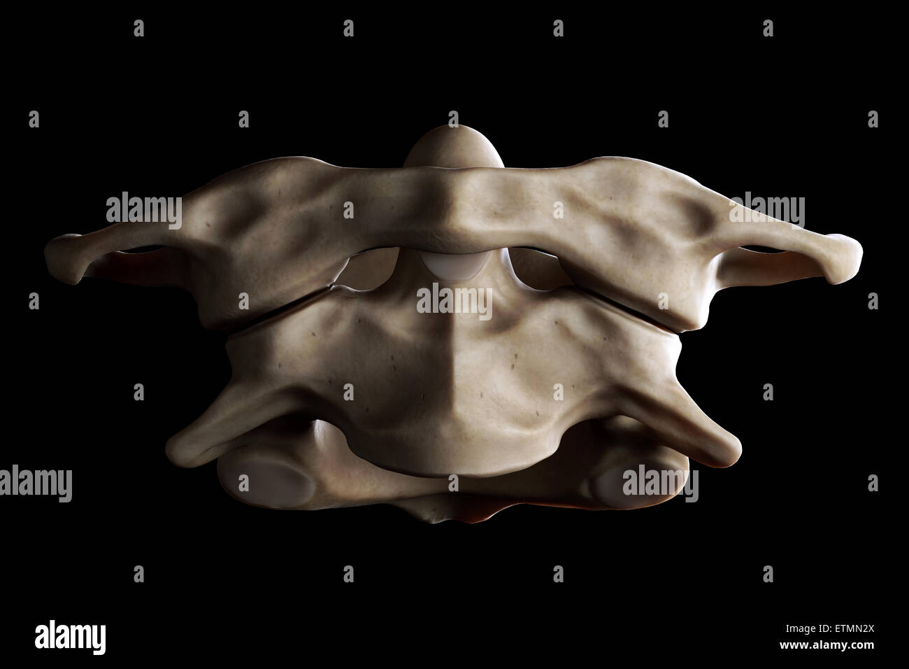 Illustration showing the atlas and axis vertebrae of the neck. Stock Photo