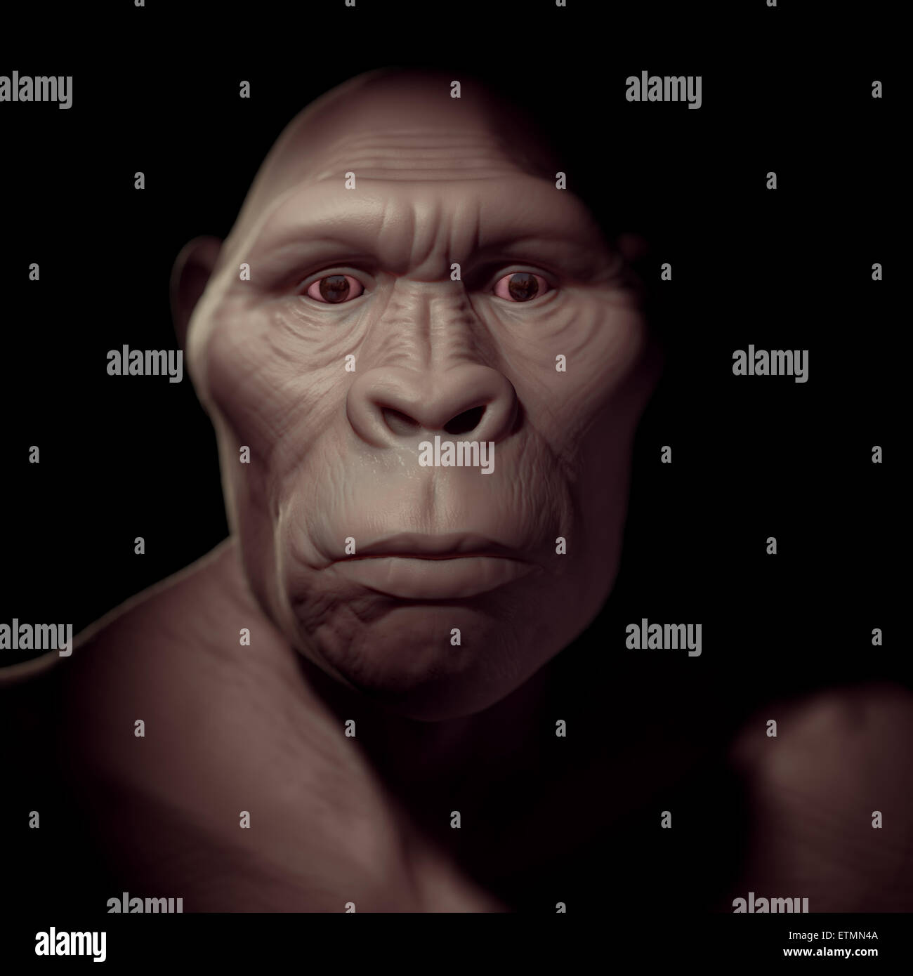 Depiction of an Australopithecus, an extinct genus of hominids and early ancestor to Homo Sapiens. Stock Photo