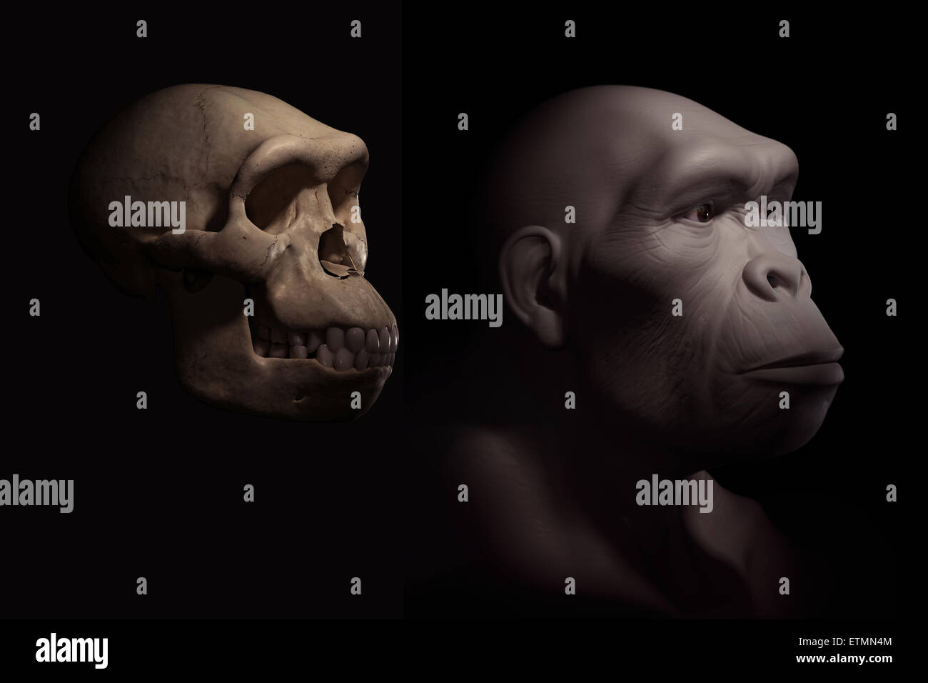 Depiction of a Homo Habilis next to a Homo Habilis skull for comparison. Homo Habilis is an extinct genus of hominids and ancestor to Homo Sapiens. Stock Photo