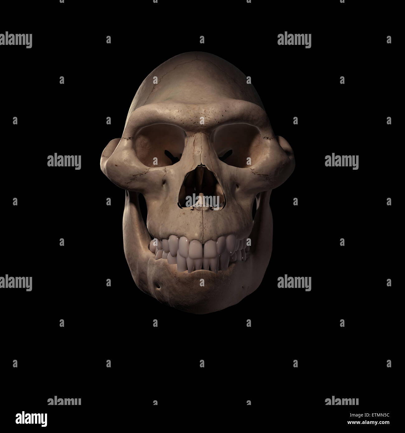 Illustration of an Australopithecus skull.  Australopithecus is an extinct genus of hominids and early ancestor to Homo Sapiens. Stock Photo