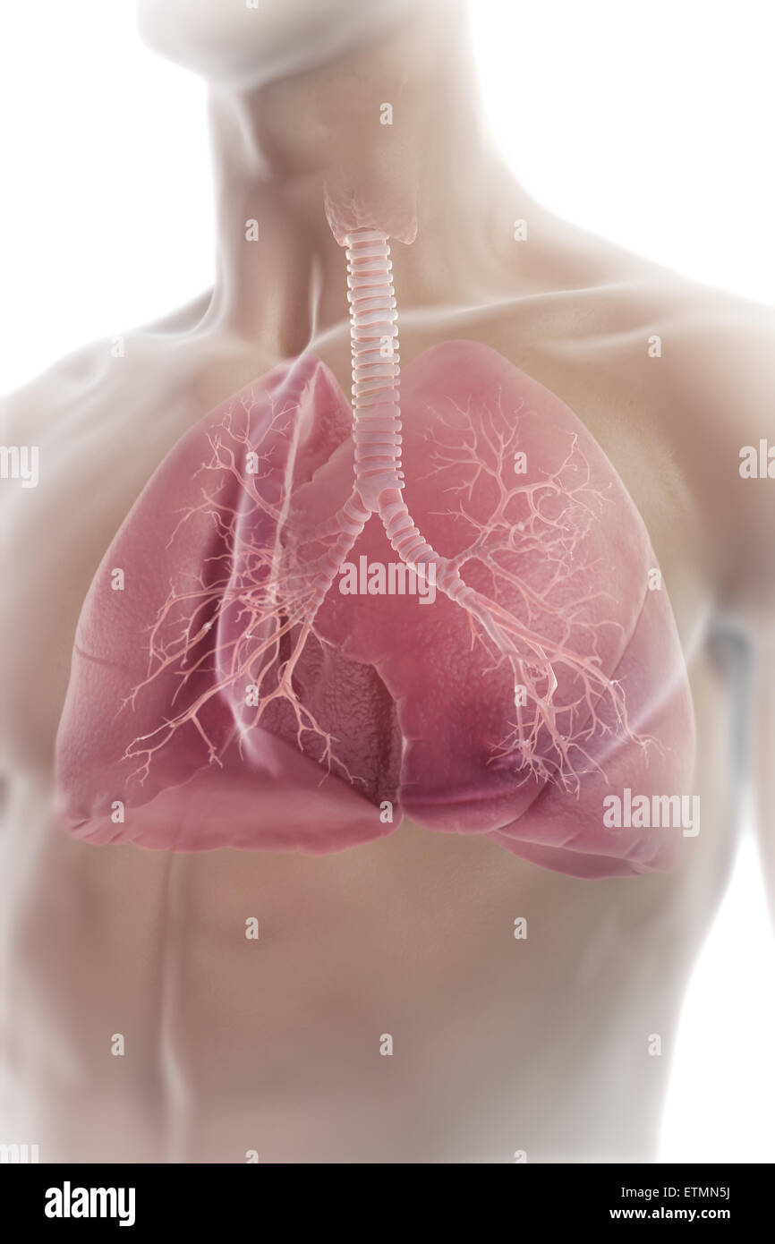 Illustration showing the lungs within the chest. Stock Photo
