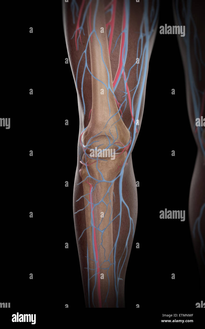 Illustration of the blood supply and skeletal system of the lower legs, visible through skin. Stock Photo